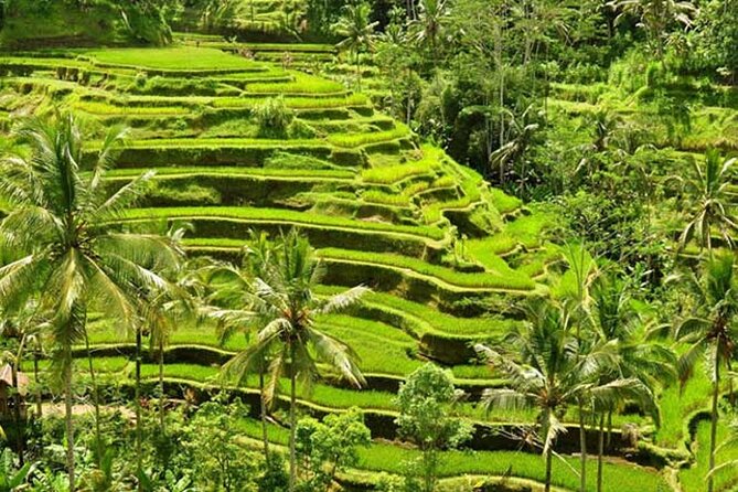 Tlaga Singha Infinity Pool, Jungle swing & Rice Terrace Trip - Coffee and tropical fruit plantation stop