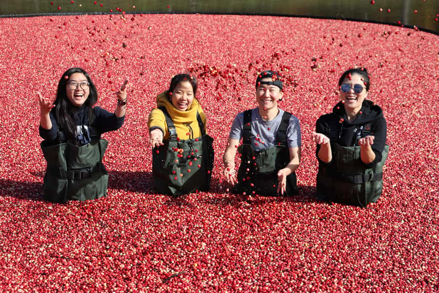 Toronto: Muskoka Cranberry Farm and Hardy Lake Hike - Why the cranberry marsh makes this Muskoka trip different