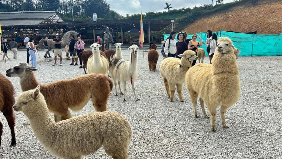 Tour Guatapé con visita a Granja de las Llamas y las Alpacas - Key points to know before you book