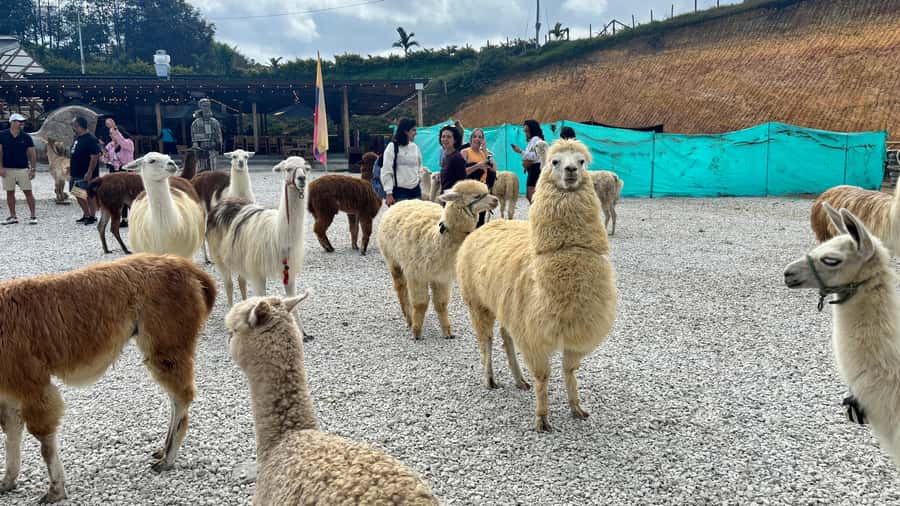 Tour Guatapé con visita a Granja de las Llamas y las Alpacas - Lunch and the colorful streets of Guatapé
