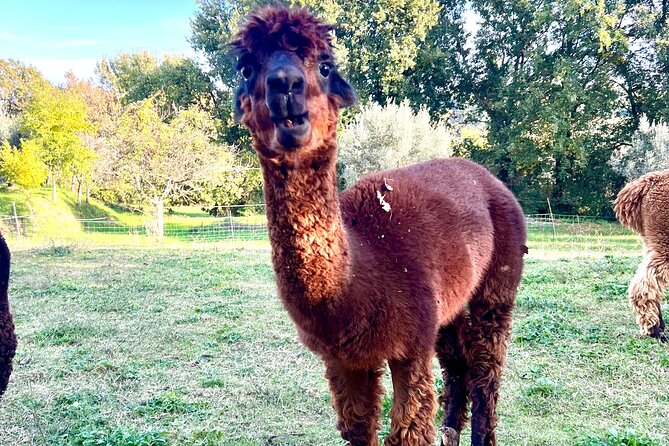 Tour of the Alpacas and the pigs of Cinta Senese in Montepulciano - Key points to know before booking