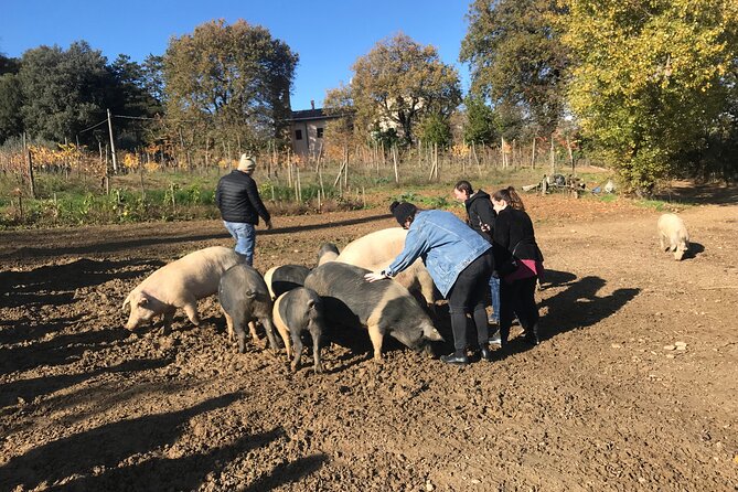 Tour of the Alpacas and the pigs of Cinta Senese in Montepulciano - Starting at 10:30 in Chianciano Terme