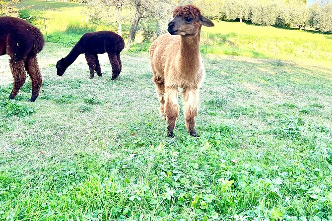 Tour of the Alpacas and the pigs of Cinta Senese in Montepulciano - From alpacas to Cinta Senese pigs near Montepulciano