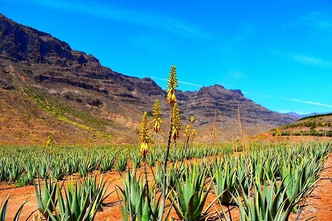 Tour to Arucas, Teror, Aloe Vera farm - Highlights - Key points to know before you book