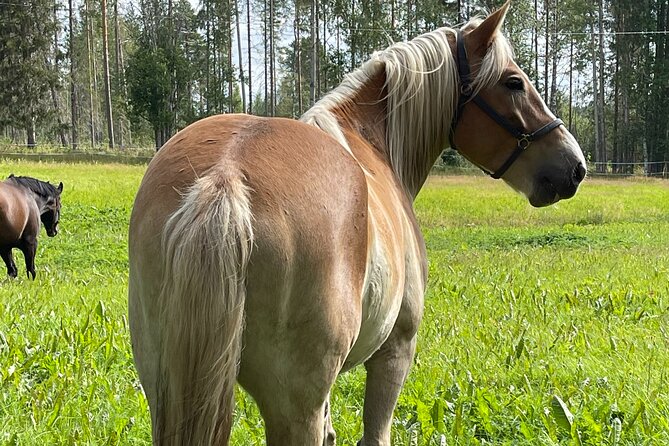 Tour to Aurora Horses Farm with Charming Finnhorses - The small group size helps, but arrival may take patience
