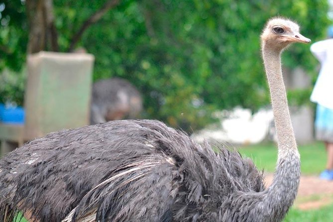 Tour to the Hacienda Nápoles Theme Park - Biolandia, Jurassic Park, and the African Museum