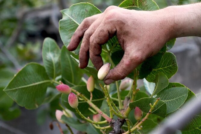 tour with tasting in the Bronte pistachio plantations - Key points to know before booking