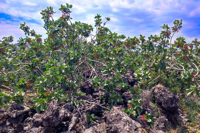 tour with tasting in the Bronte pistachio plantations - Why Bronte pistachios are worth the trip