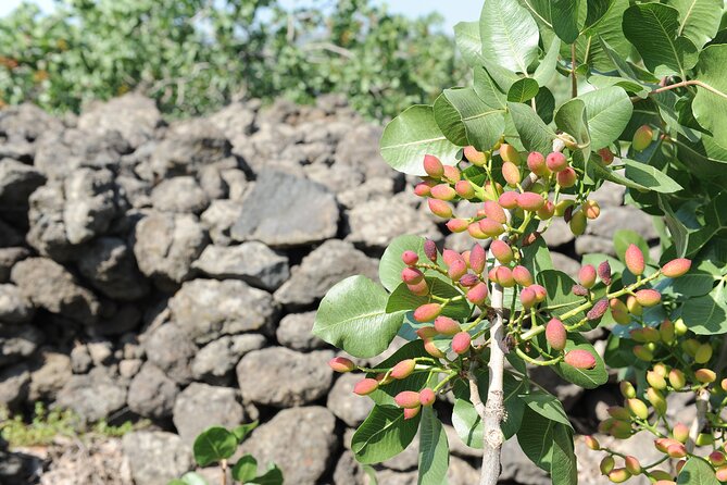 tour with tasting in the Bronte pistachio plantations - Learning what makes the farming difficult