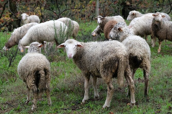 Traditional Cooking Class, Farm Tour & Lunch in the Douro Valley - The lunch is part of the experience, not an afterthought