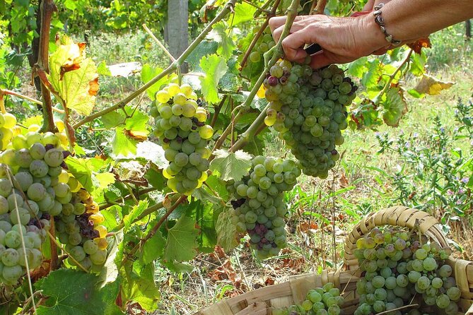 Traditional Cooking Class, Farm Tour & Lunch in the Douro Valley - Fabio, Alfredo, and the family welcome