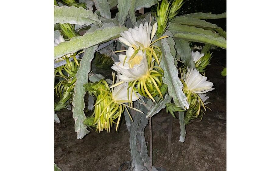 Traditional Olive Grove and Dragon Fruit Farm Tour - Key points to know before you go