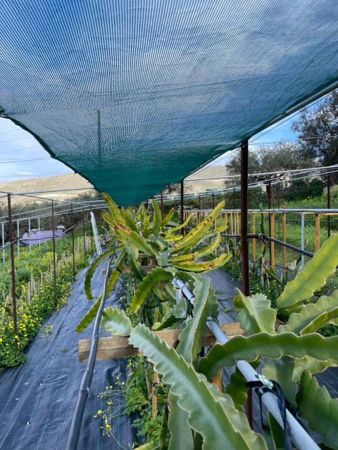 Traditional Olive Grove and Dragon Fruit Farm Tour - A family farm with two sides to its story