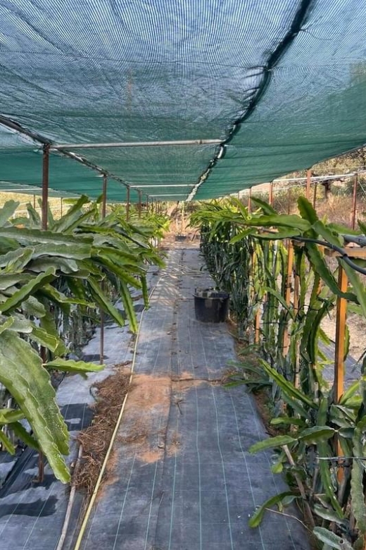 Traditional Olive Grove and Dragon Fruit Farm Tour - Dragon fruit, Crete’s newer crop