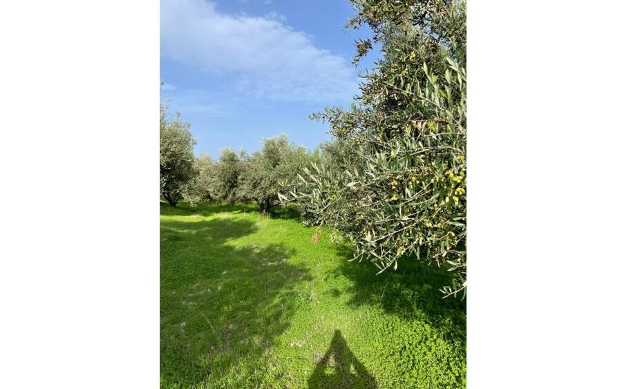 Traditional Olive Grove and Dragon Fruit Farm Tour - The tasting is more than a token sample