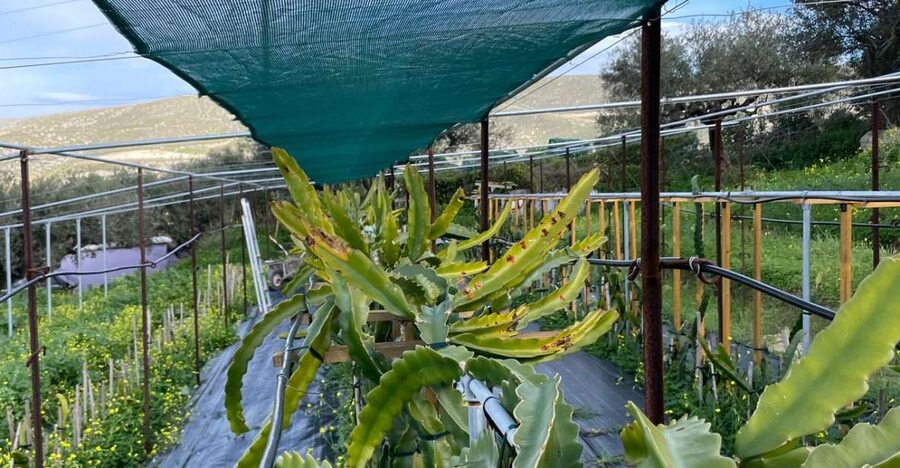 Traditional Olive Grove and Dragon Fruit Farm Tour - Alex’s friendly, clear guiding style