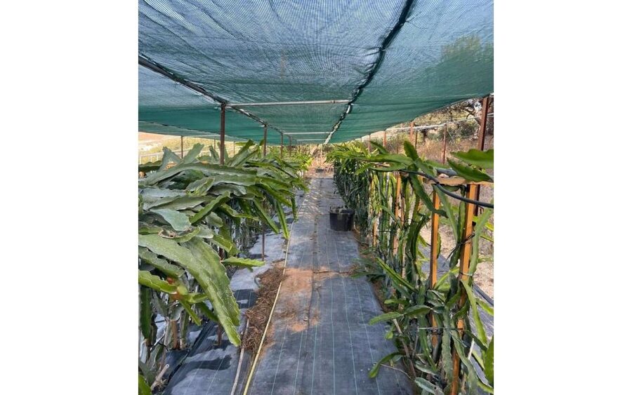 Traditional Olive Grove and Dragon Fruit Farm Tour - Timing, meeting point, and practical details