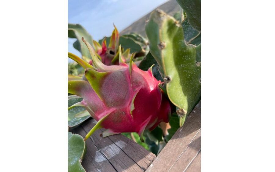 Traditional Olive Grove and Dragon Fruit Farm Tour - Walking among 2,500 olive trees
