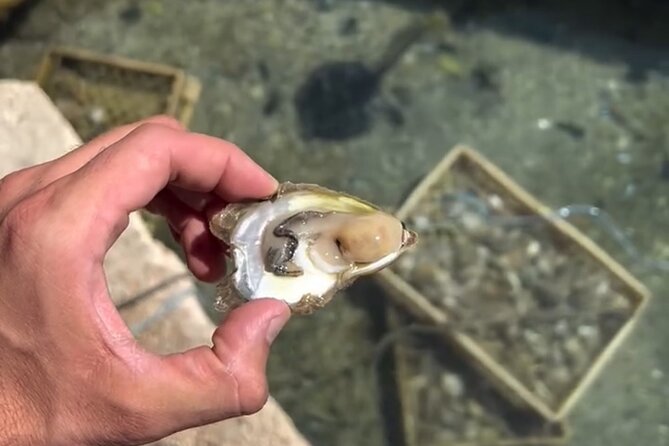 Transfer from Split to Dubrovnik with Stop at the Oyster Farm - Who should book this transfer?