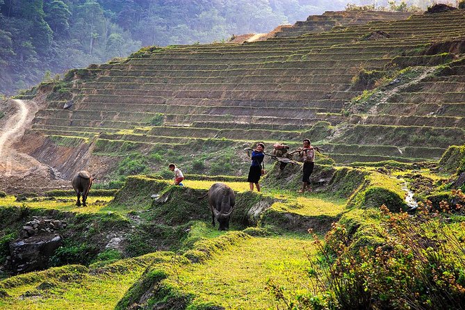 Trekking Through Rice Terraced Fields - 1Day - Ta Van and the Giay community