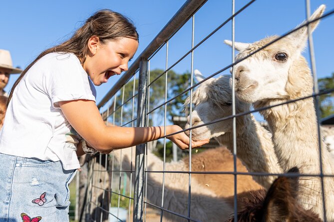 Trevena Glen Farm Animal Experience - Key points to know before you go