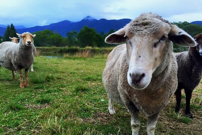 Trevena Glen Farm Animal Experience - Feeding goats, cuddling guinea pigs, and learning by doing