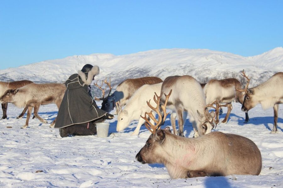 Tromsø: Reindeer Camp and Sami Cultural Tour with Lunch - Key points at a glance