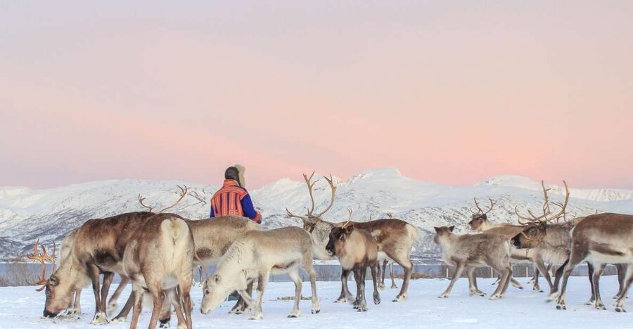 Tromsø: Reindeer Camp and Sami Cultural Tour with Lunch - From Tromsø harbor to the reindeer camp