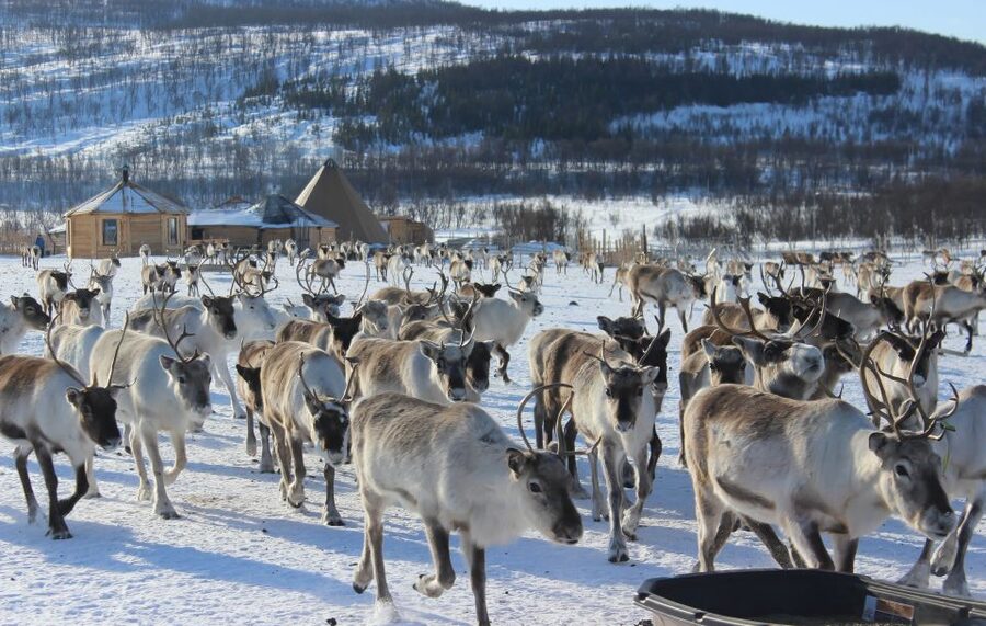 Tromsø: Reindeer Camp and Sami Cultural Tour with Lunch - Feeding 250 to 300 reindeer
