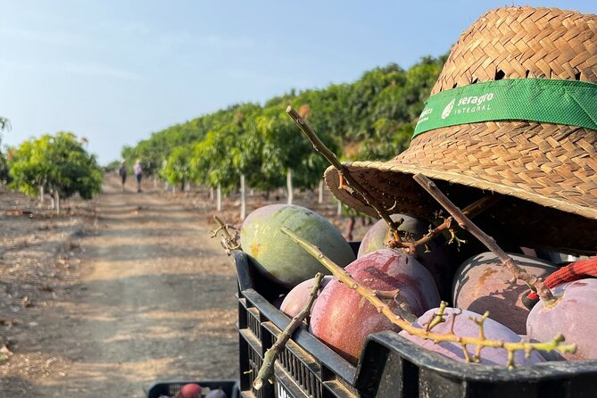 Tropical Tour: Avocado & Mango Farm - Small group and tasting - Key points to know before booking