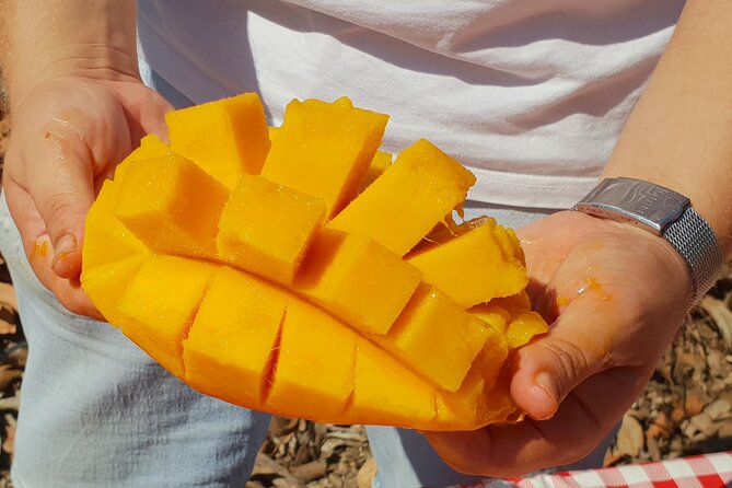 Tropical Tour: Avocado & Mango Farm - Small group and tasting - From orchard to Europe at TROPS