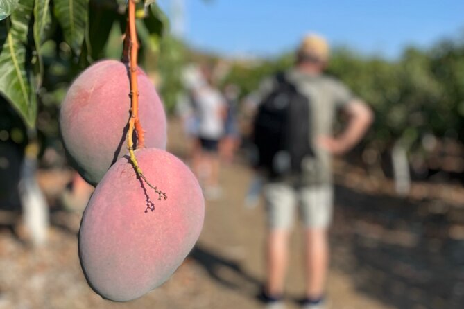 Tropical Tour: Avocado & Mango Farm - Small group and tasting - Small-group size and the role of the guide