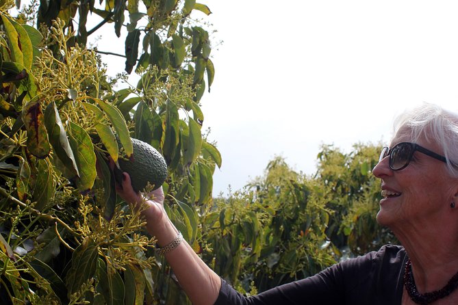 Tropical Tour: Avocado & Mango Farm - Small group and tasting - Pickup zones, timing, and what to bring