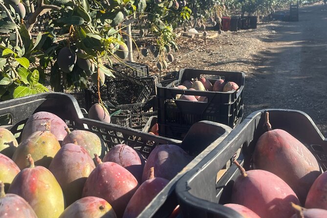 Tropical Tour: Avocado & Mango Farm - Small group and tasting - Is the tour good value?