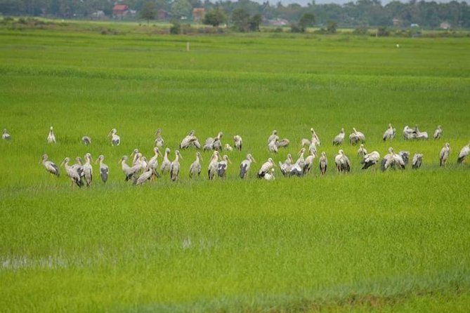 Tuk Tuk Journey: Exploring Rural Life and Silk Farm Craftsmanship - Angkor Silk Farm and the work behind Cambodian silk