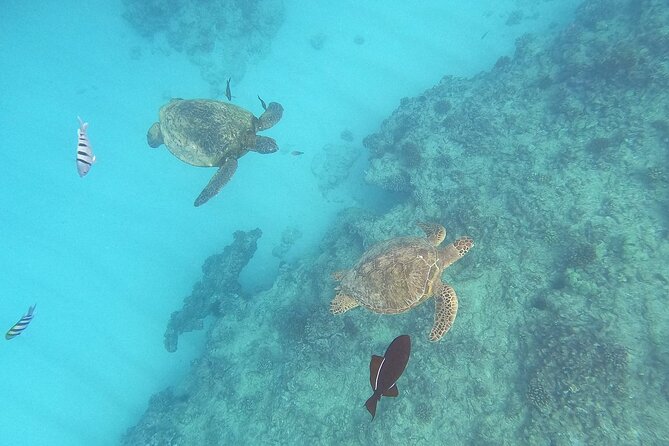 Turtle Snorkeling and Dole Plantation Guided Tour In Oahu - Key things to know before booking