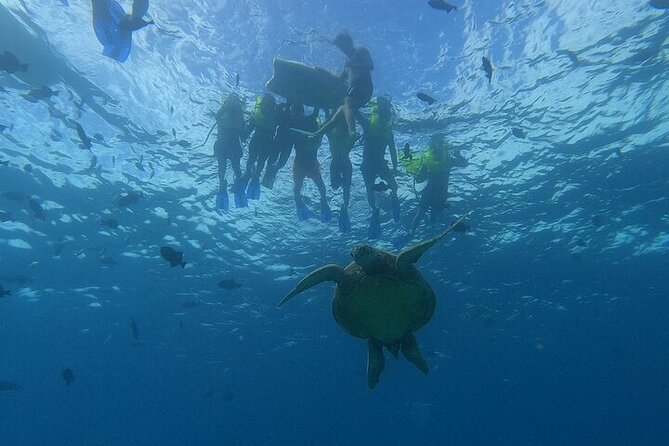 Turtle Snorkeling and Dole Plantation Guided Tour In Oahu - A full Oahu day built around contrast