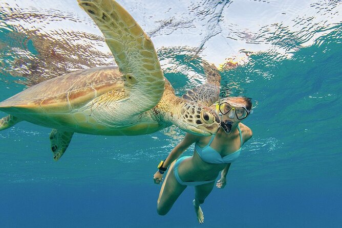 Turtle Snorkeling and Dole Plantation Guided Tour In Oahu - Riding through Dole Plantation’s pineapple fields