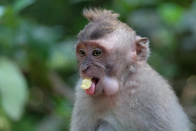 Ubud Art, Monkey Forest and Rice Terrace Tour - Finishing among the Tegallalang rice terraces