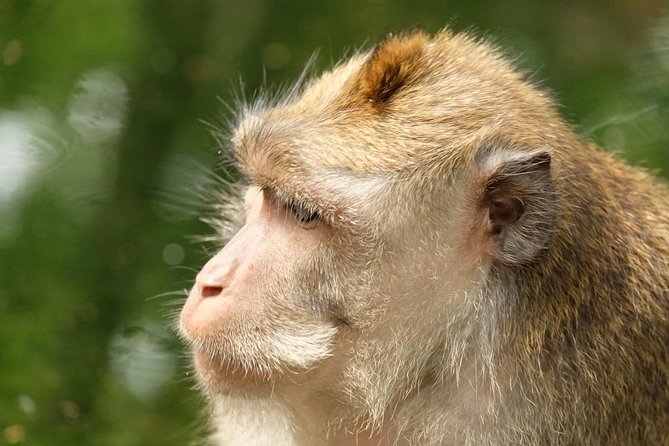 Ubud Art, Monkey Forest and Rice Terrace Tour - Is $59 a fair price for this Ubud day?