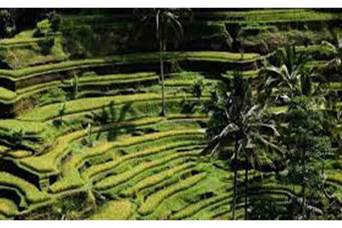 Ubud ATV Quad Bike, Monkey Forest and Rice Terrace - Monkey Forest gives the day a quieter middle section