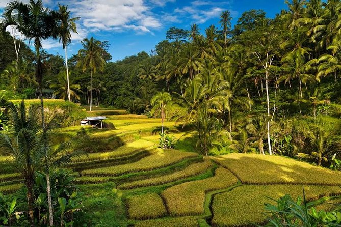 Ubud City Tour II: Monkey Forest, Palace, Art Market, and Rice Terrace - Is $65 a Fair Price?