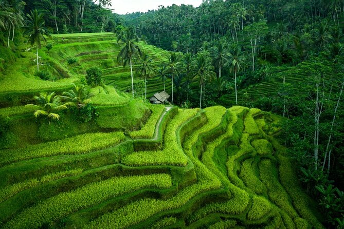 Ubud Countryside Tour: Campuhan Ridge Walk and Rice Terrace - Pausing at Tirta Empul’s holy springs