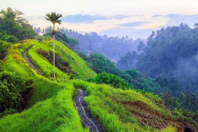 Ubud Countryside Tour: Campuhan Ridge Walk and Rice Terrace - Transport, guide service, and timing