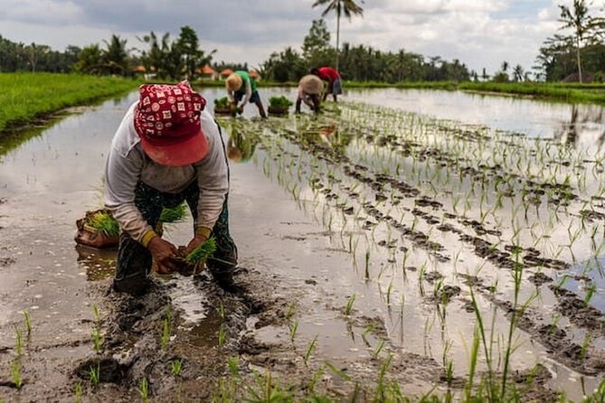 Ubud: Downhill Cycling with Volcano, Rice Terraces, and Meal - What the guides add to the day