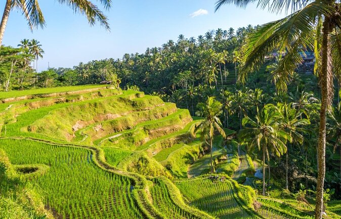 Ubud eBikes Tour to Tegallalang Rice Terrace - Key points at a glance