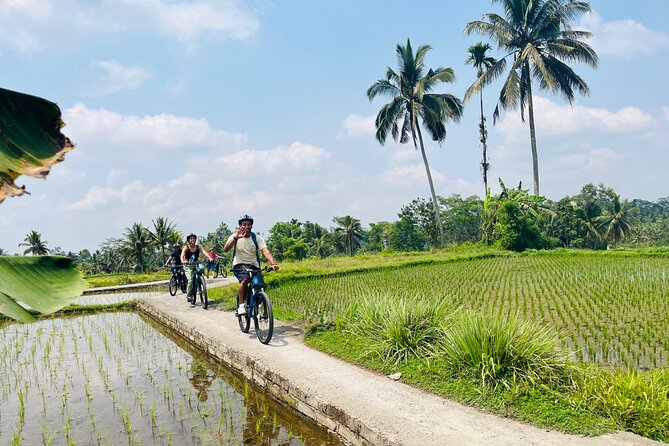 Ubud eBikes Tour to Tegallalang Rice Terrace - Tegallalang Rice Terrace and the lunch stop