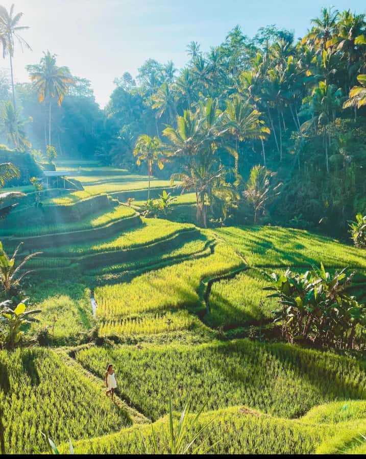 Ubud: Full-Day Rice Terrace, Monkey Forest & Waterfall - A Full Day That Shows Ubud’s Many Sides