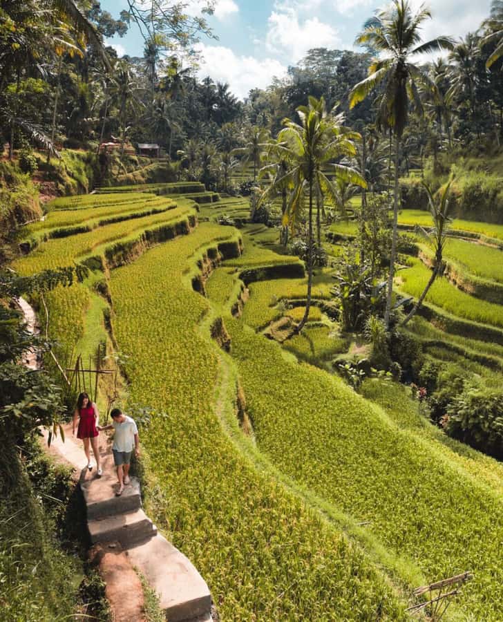 Ubud: Full-Day Rice Terrace, Monkey Forest & Waterfall - Walking the Tegalalang Rice Terrace