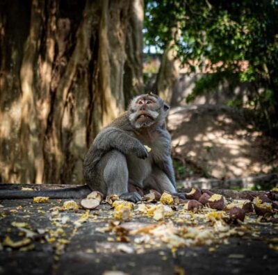 Full-Day Rice Terrace, Monkey Forest & Waterfall